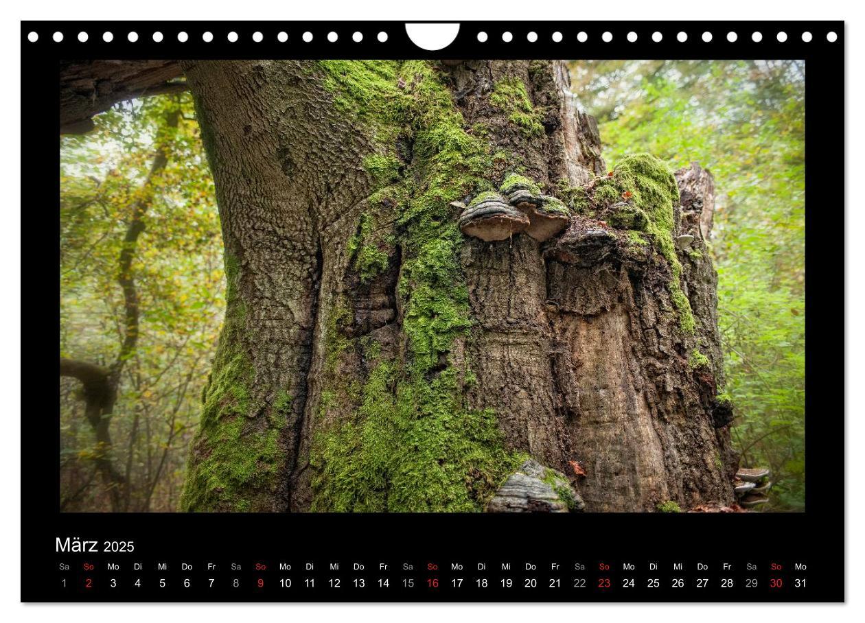 Bild: 9783435626861 | Märchenhafter Reinhardswald und Urwald Sababurg (Wandkalender 2025...