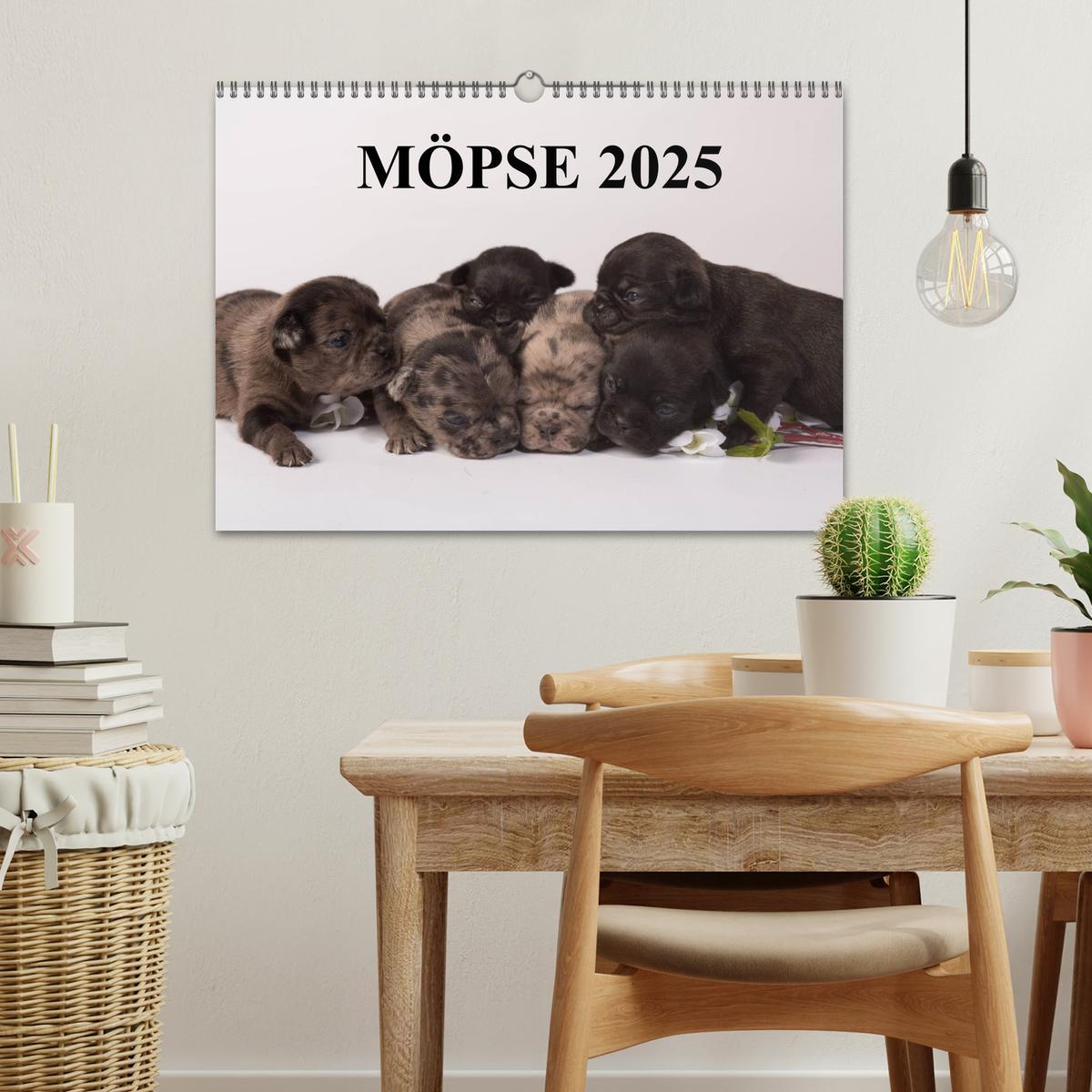 Bild: 9783435713288 | Möpse 2025 (Wandkalender 2025 DIN A3 quer), CALVENDO Monatskalender