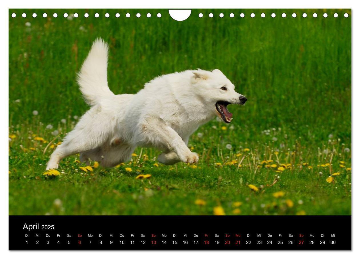 Bild: 9783435765928 | Weißer Schweizer Schäferhund (Wandkalender 2025 DIN A4 quer),...