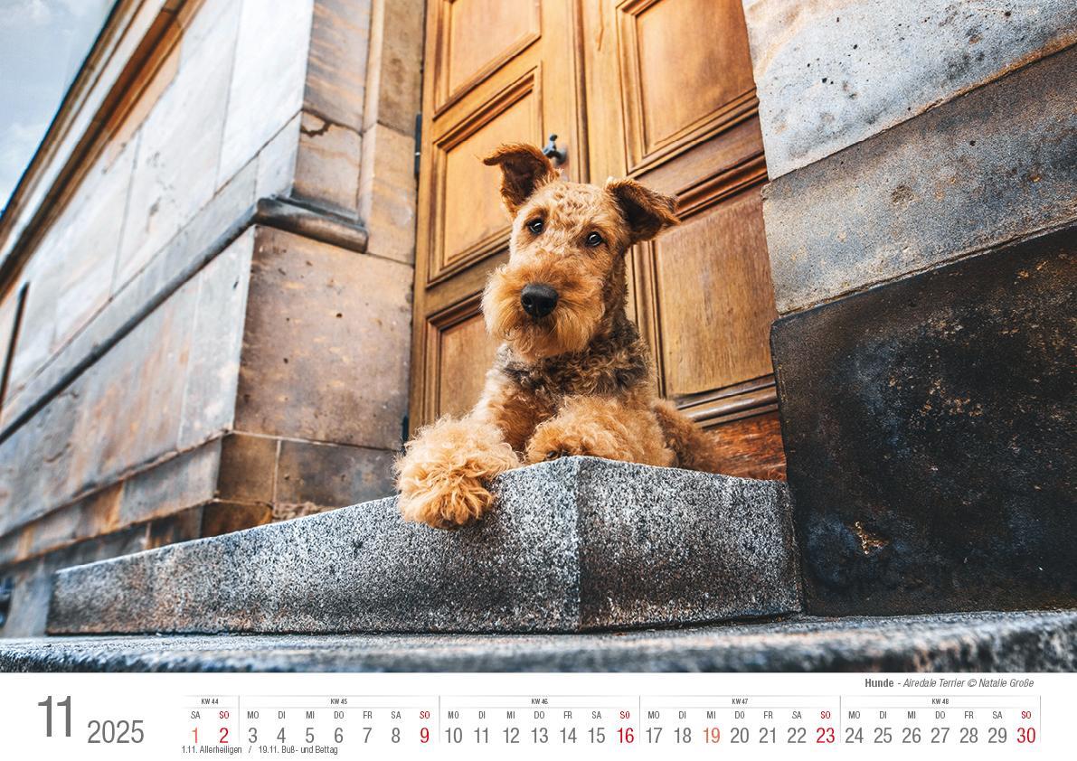 Bild: 9783965352346 | Hunde 2025 Bildkalender A3 quer - Natalie Große | Holger Klaes | 2025