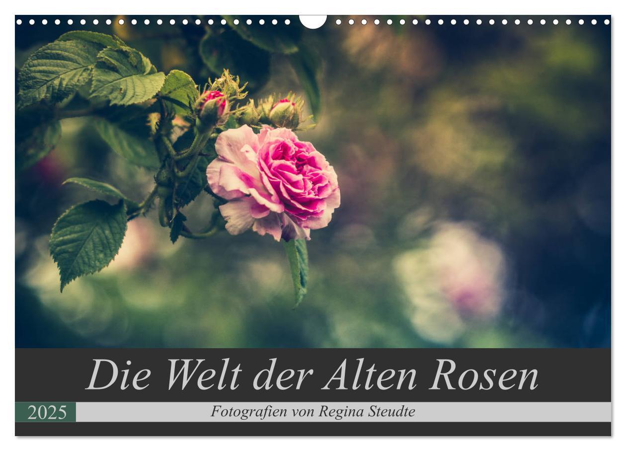 Cover: 9783435390861 | Die Welt der Alten Rosen (Wandkalender 2025 DIN A3 quer), CALVENDO...