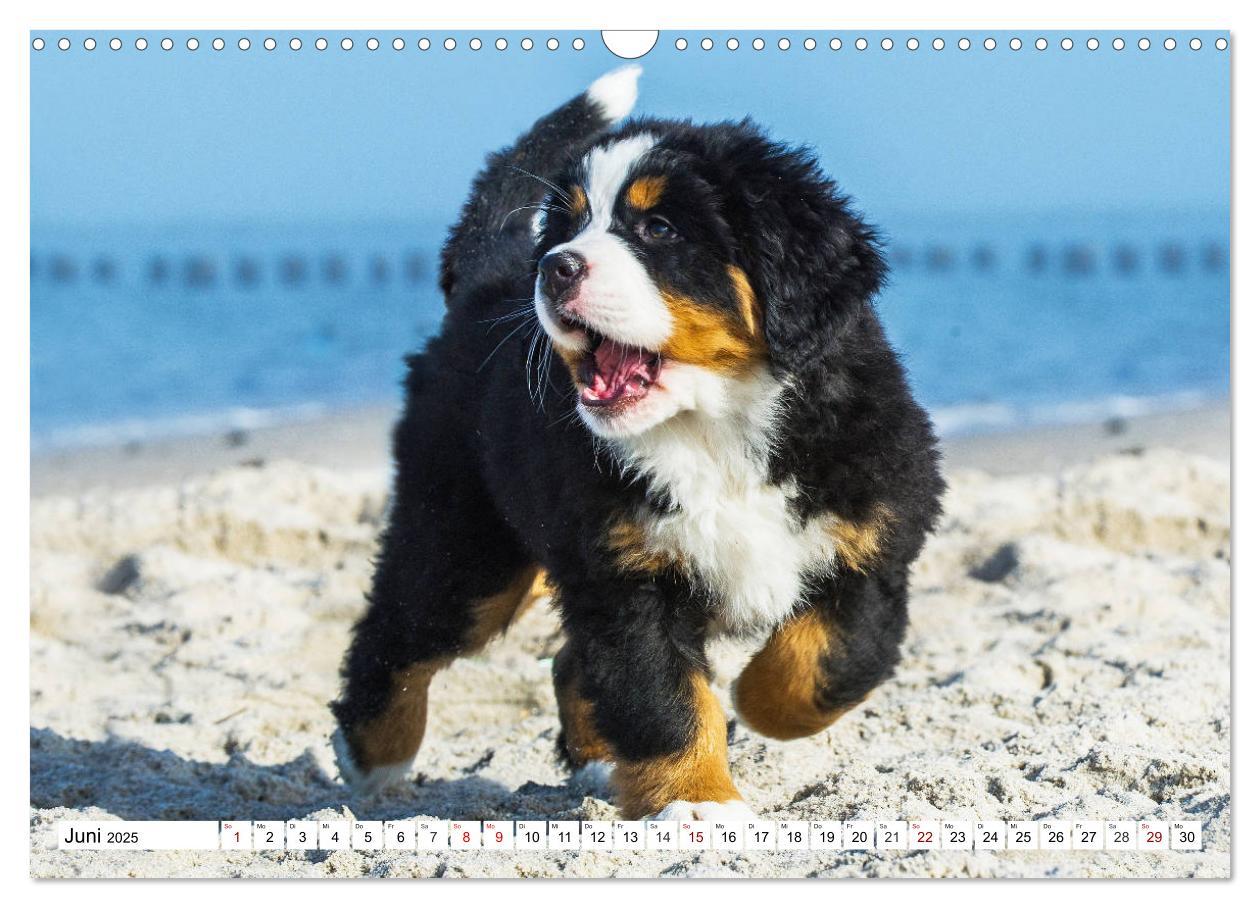 Bild: 9783435380800 | Faszinierende Schönheit Berner Sennenhund (Wandkalender 2025 DIN A3...