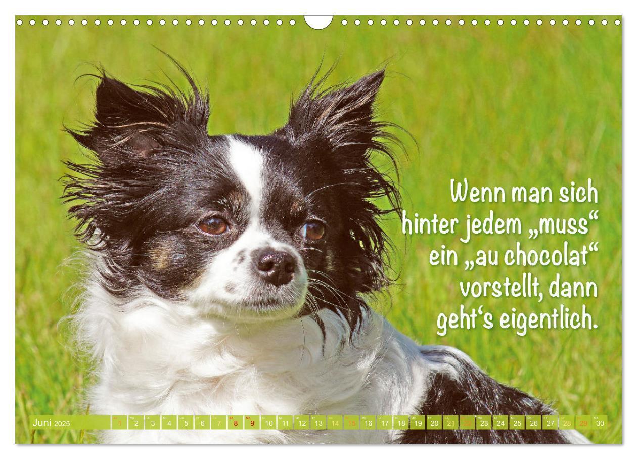 Bild: 9783457199817 | Chihuahua: Kleine Hunde, aber oho (Wandkalender 2025 DIN A3 quer),...