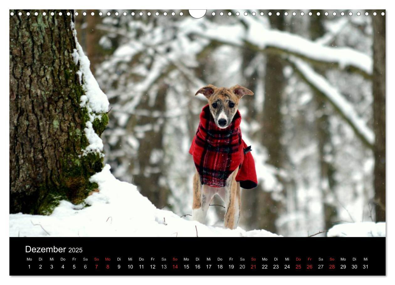 Bild: 9783435650798 | Whippet 2025 (Wandkalender 2025 DIN A3 quer), CALVENDO Monatskalender