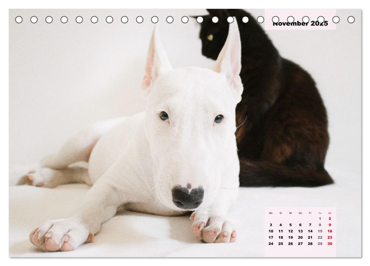 Bild: 9783383946813 | Bullterrier. Freudiges Wesen und Charakter (Tischkalender 2025 DIN...