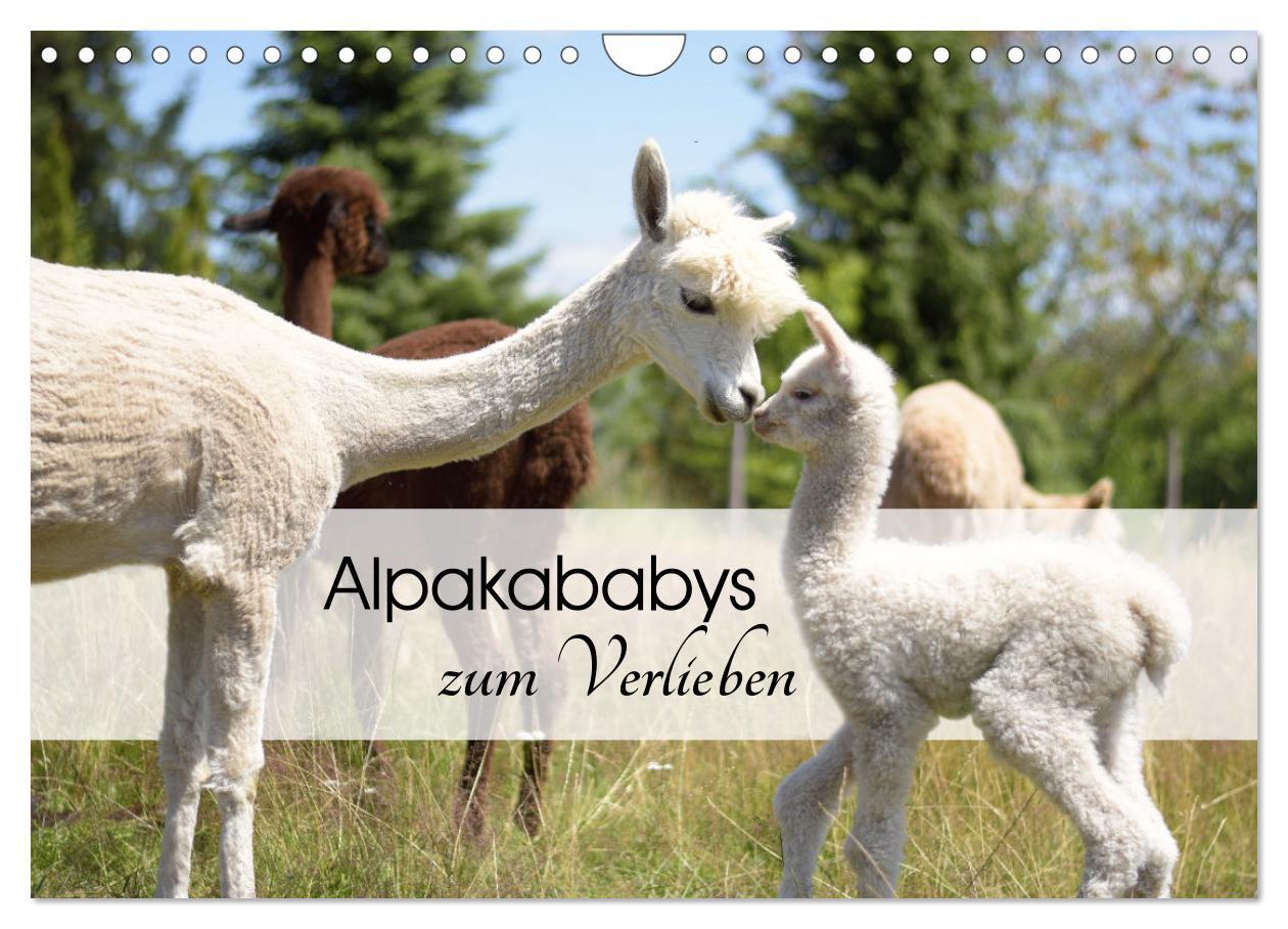 Cover: 9783383940514 | Alpakababys zum Verlieben (Wandkalender 2025 DIN A4 quer), CALVENDO...