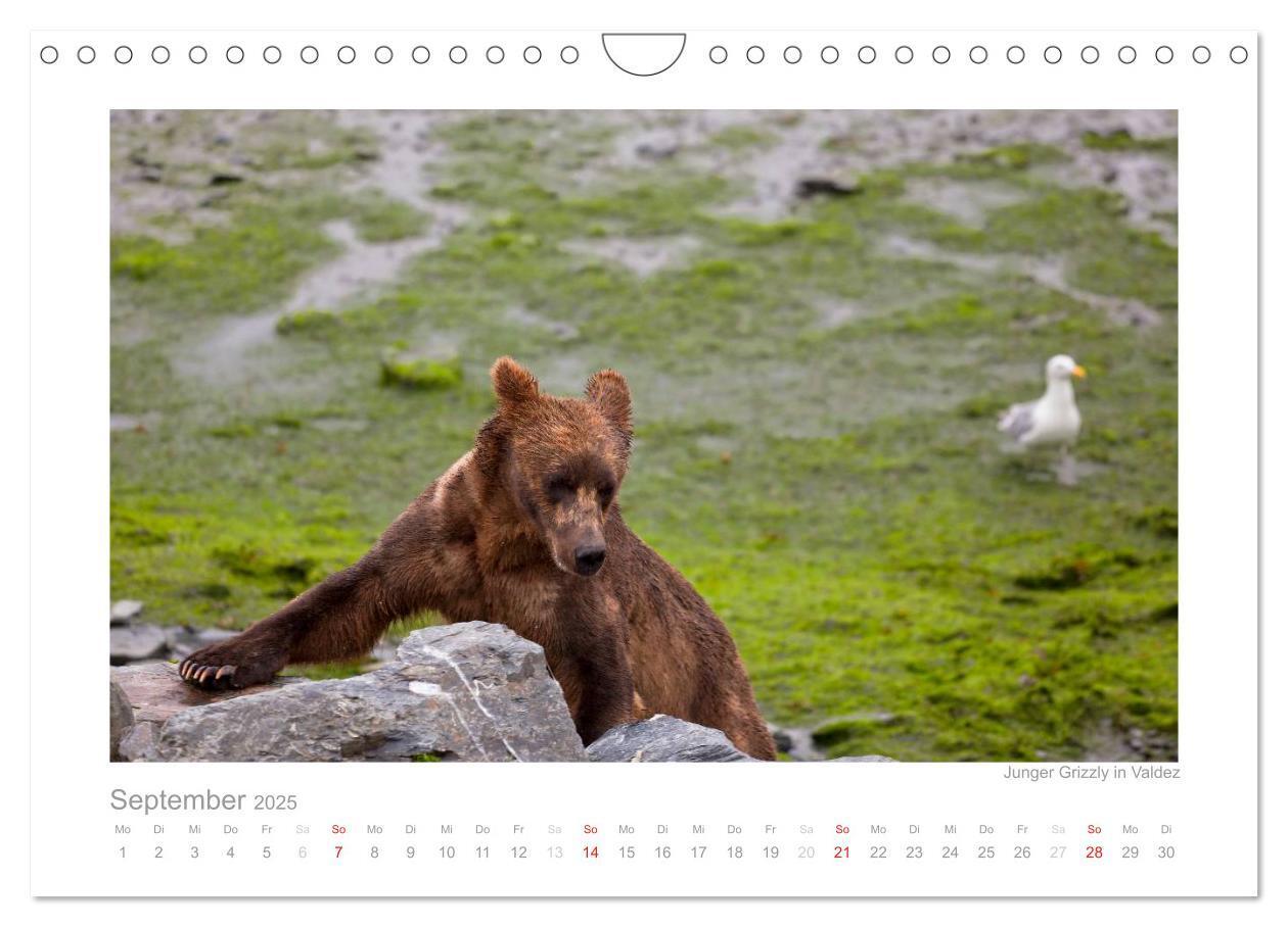 Bild: 9783435822430 | Alaska 2025 (Wandkalender 2025 DIN A4 quer), CALVENDO Monatskalender