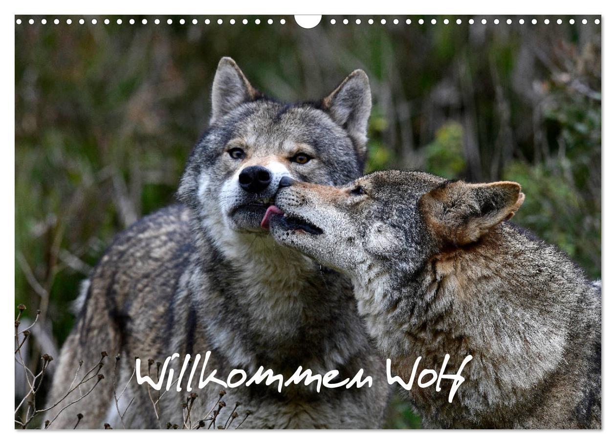 Cover: 9783435195701 | Willkommen Wolf (Wandkalender 2025 DIN A3 quer), CALVENDO...