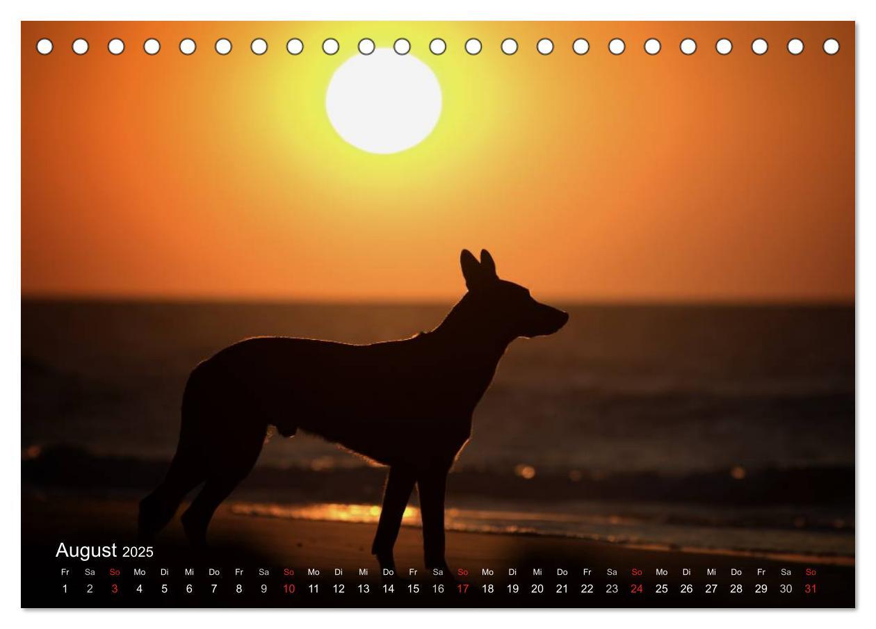 Bild: 9783435519262 | Malinois lieben Wasser (Tischkalender 2025 DIN A5 quer), CALVENDO...