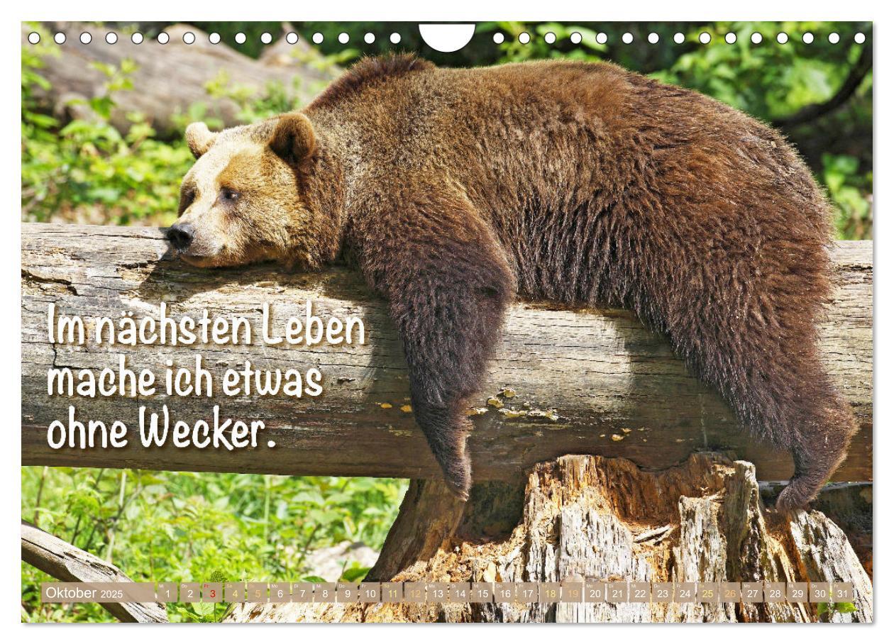 Bild: 9783383853494 | Spaß mit Bären: Edition lustige Tiere (Wandkalender 2025 DIN A4...