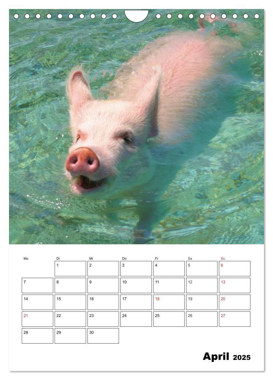 Bild: 9783457024799 | Schweine auf den Bahamas! (Wandkalender 2025 DIN A4 hoch), CALVENDO...