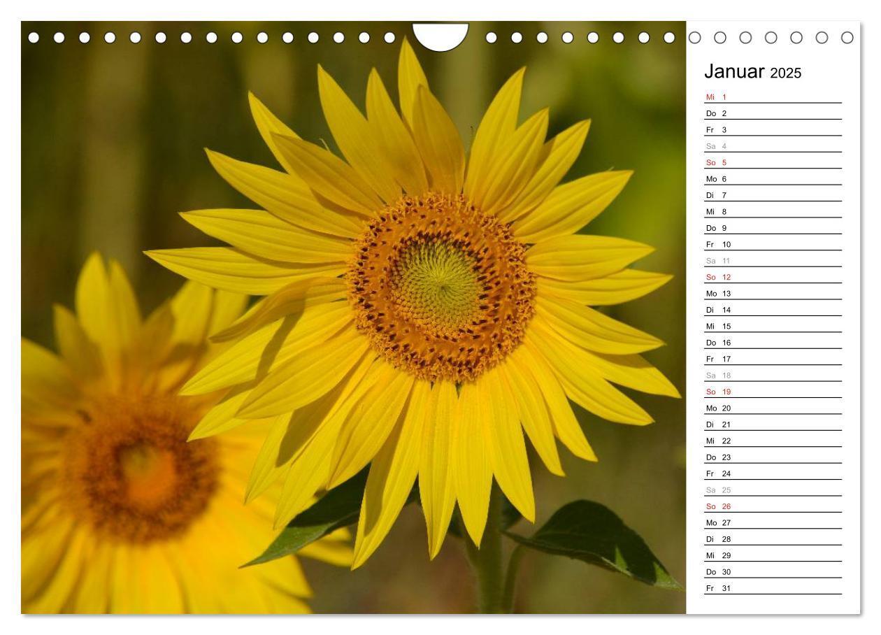 Bild: 9783435477142 | Ein Jahr lang Sonnenblumen (Wandkalender 2025 DIN A4 quer),...