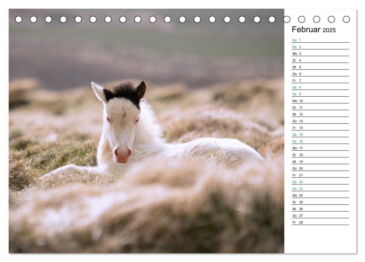 Bild: 9783383763557 | Islandpferde Kalender - Pferde von der Insel aus Feuer und Eis...