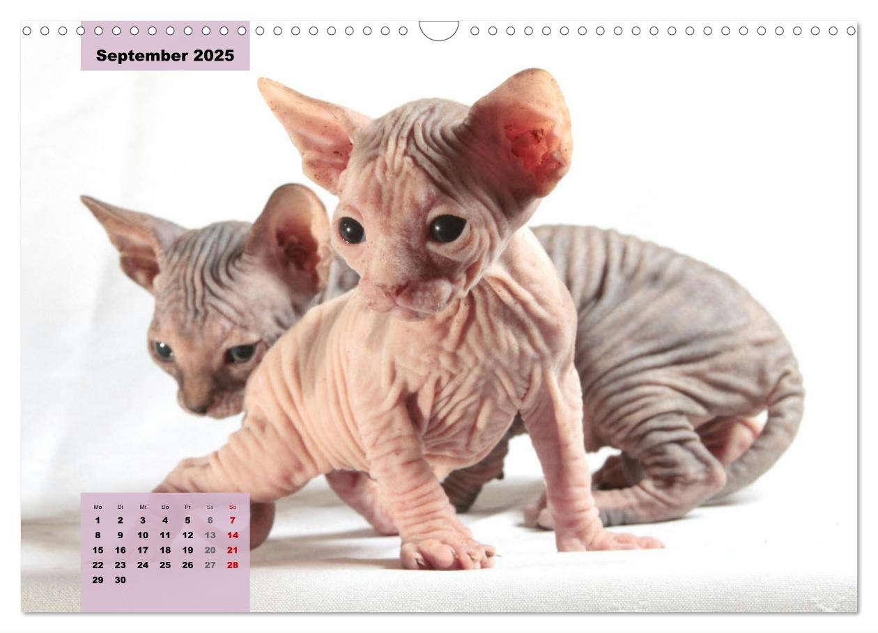 Bild: 9783435050086 | Sphinx. Grazile und anmutige Nacktkatzen (Wandkalender 2025 DIN A3...