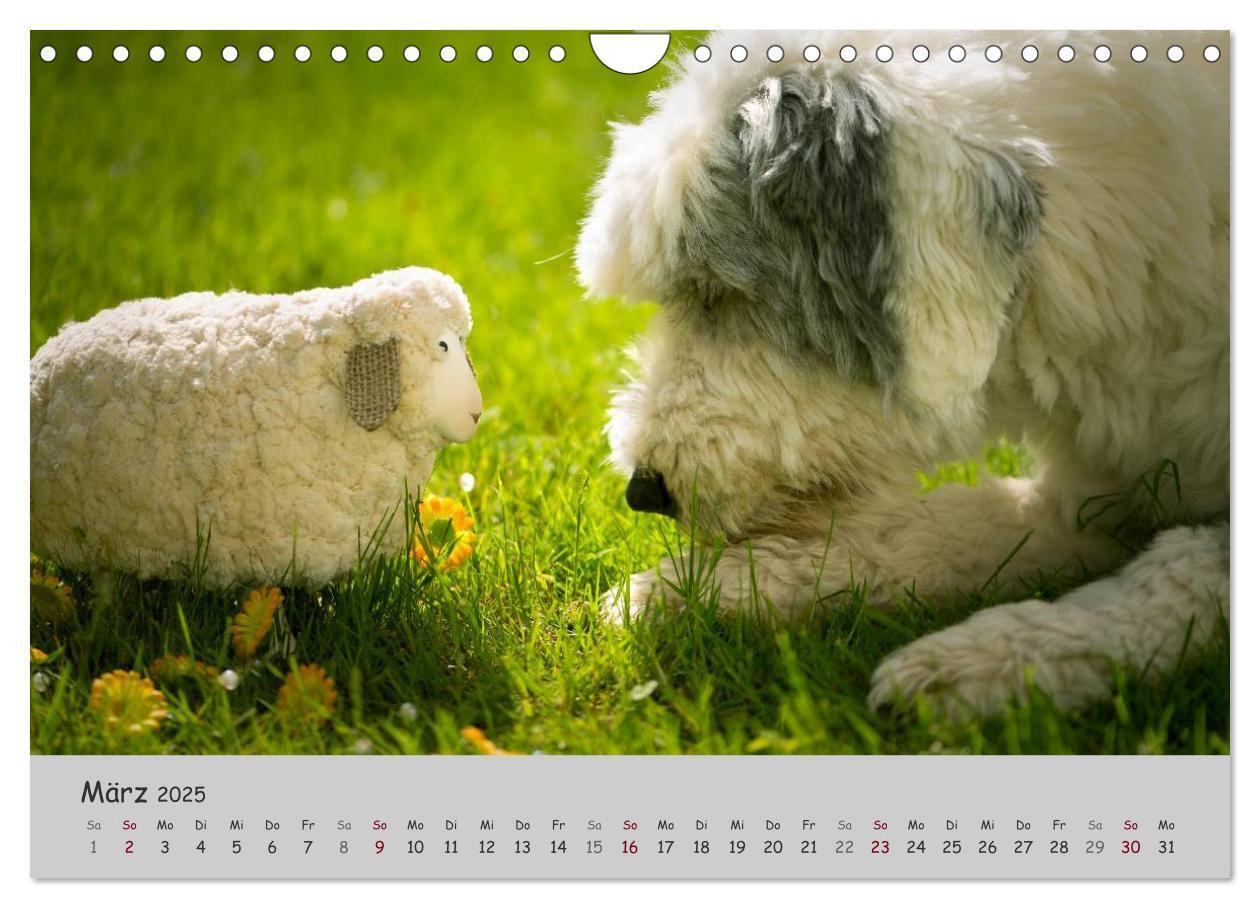 Bild: 9783435608393 | Ein Bobtail namens Miles (Wandkalender 2025 DIN A4 quer), CALVENDO...