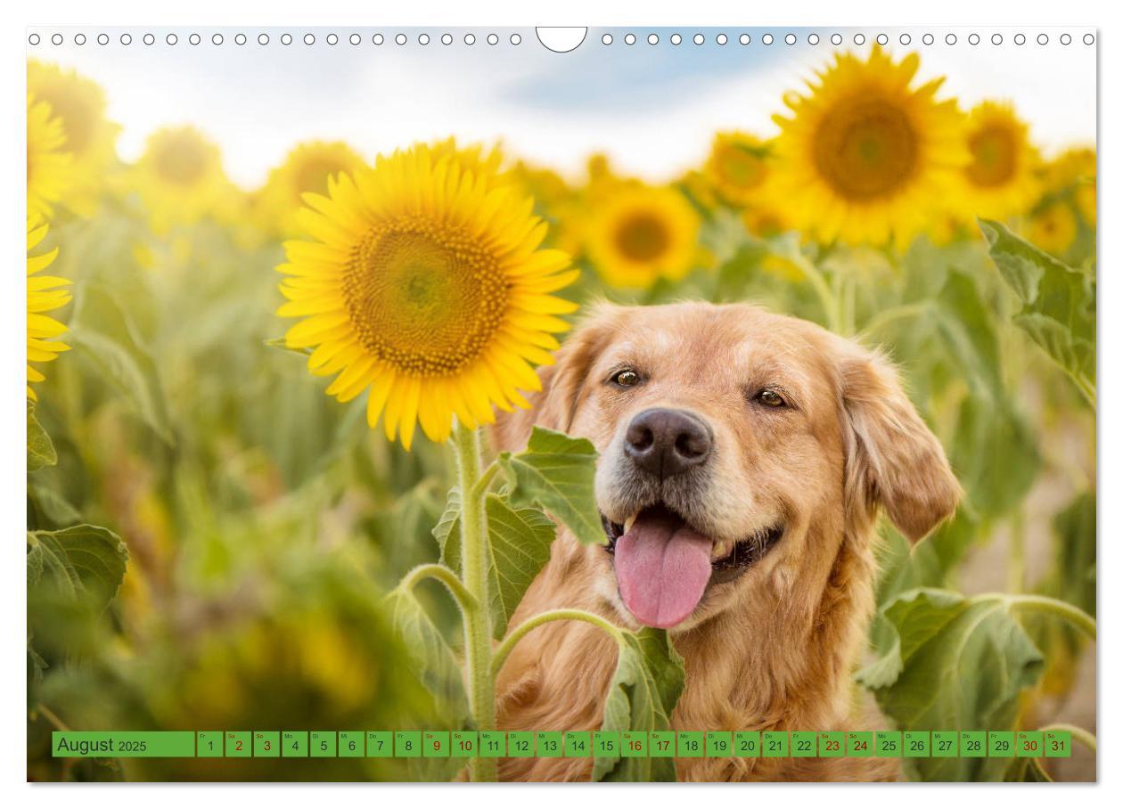 Bild: 9783435178087 | Golden Retriever Hailey Fotokalender (Wandkalender 2025 DIN A3...