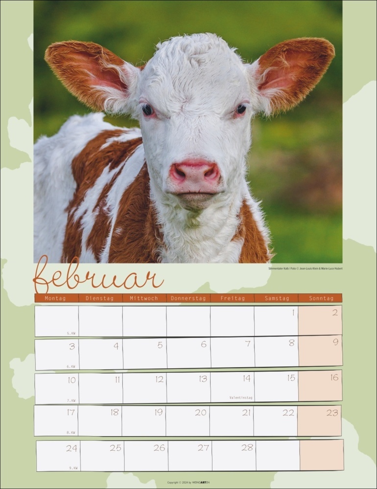 Bild: 9783839900734 | Kuh Kalender 2025 | Marie-Luce Hubert (u. a.) | Kalender | 14 S.