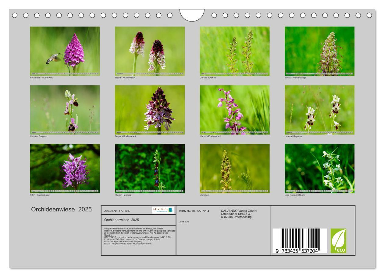 Bild: 9783435537204 | Orchideenwiese 2025 (Wandkalender 2025 DIN A4 quer), CALVENDO...