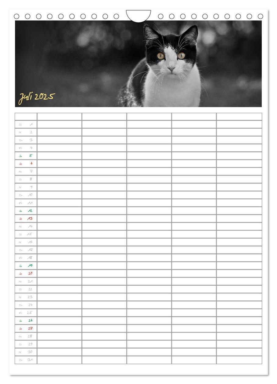 Bild: 9783457088166 | Miezekatzen Planungskalender (Wandkalender 2025 DIN A4 hoch),...