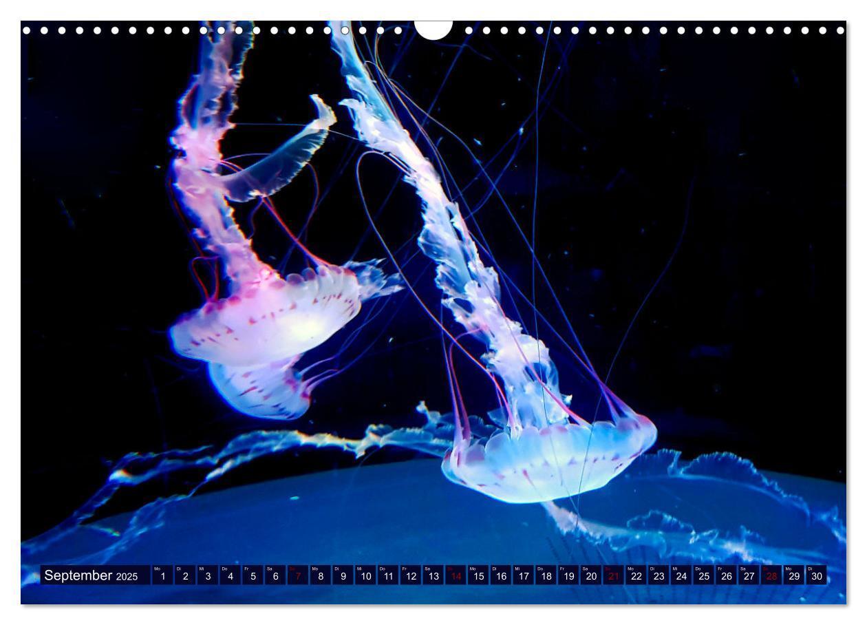 Bild: 9783383954917 | In der Welt der Medusen (Wandkalender 2025 DIN A3 quer), CALVENDO...