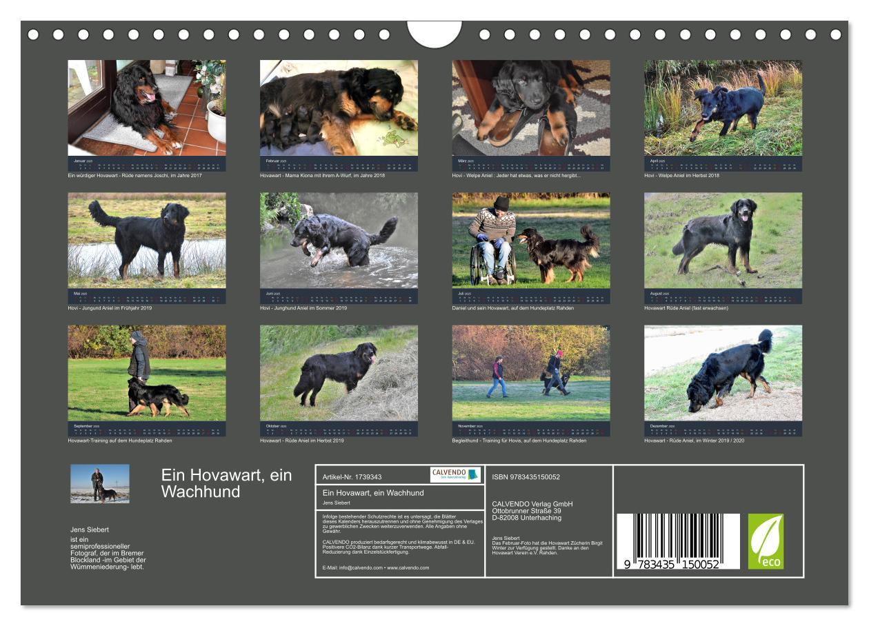 Bild: 9783435150052 | Ein Hovawart, ein Wachhund (Wandkalender 2025 DIN A4 quer),...