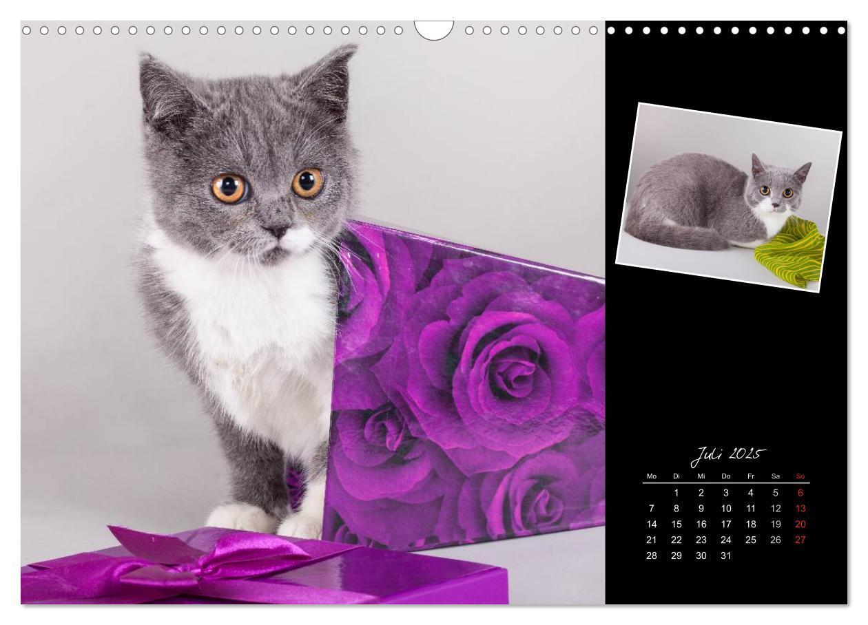 Bild: 9783435772926 | Britisch Kurzhaar Katzen (Wandkalender 2025 DIN A3 quer), CALVENDO...