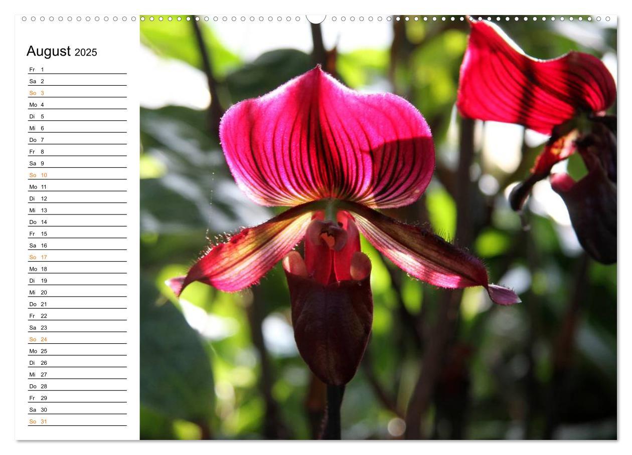 Bild: 9783435532391 | Prachtvolle Orchideen (Wandkalender 2025 DIN A2 quer), CALVENDO...