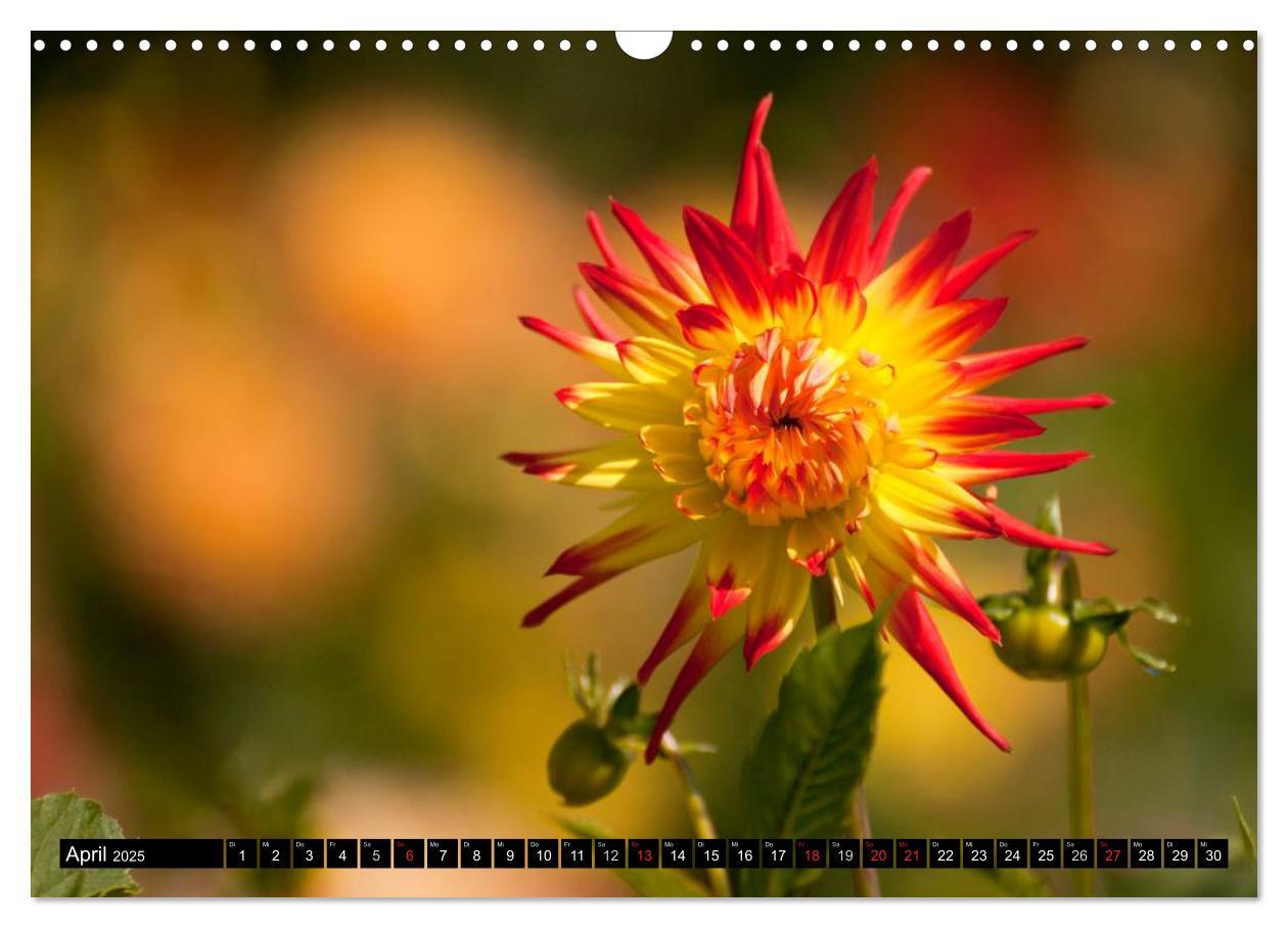 Bild: 9783435663651 | Dahlia - Dahlien (Wandkalender 2025 DIN A3 quer), CALVENDO...