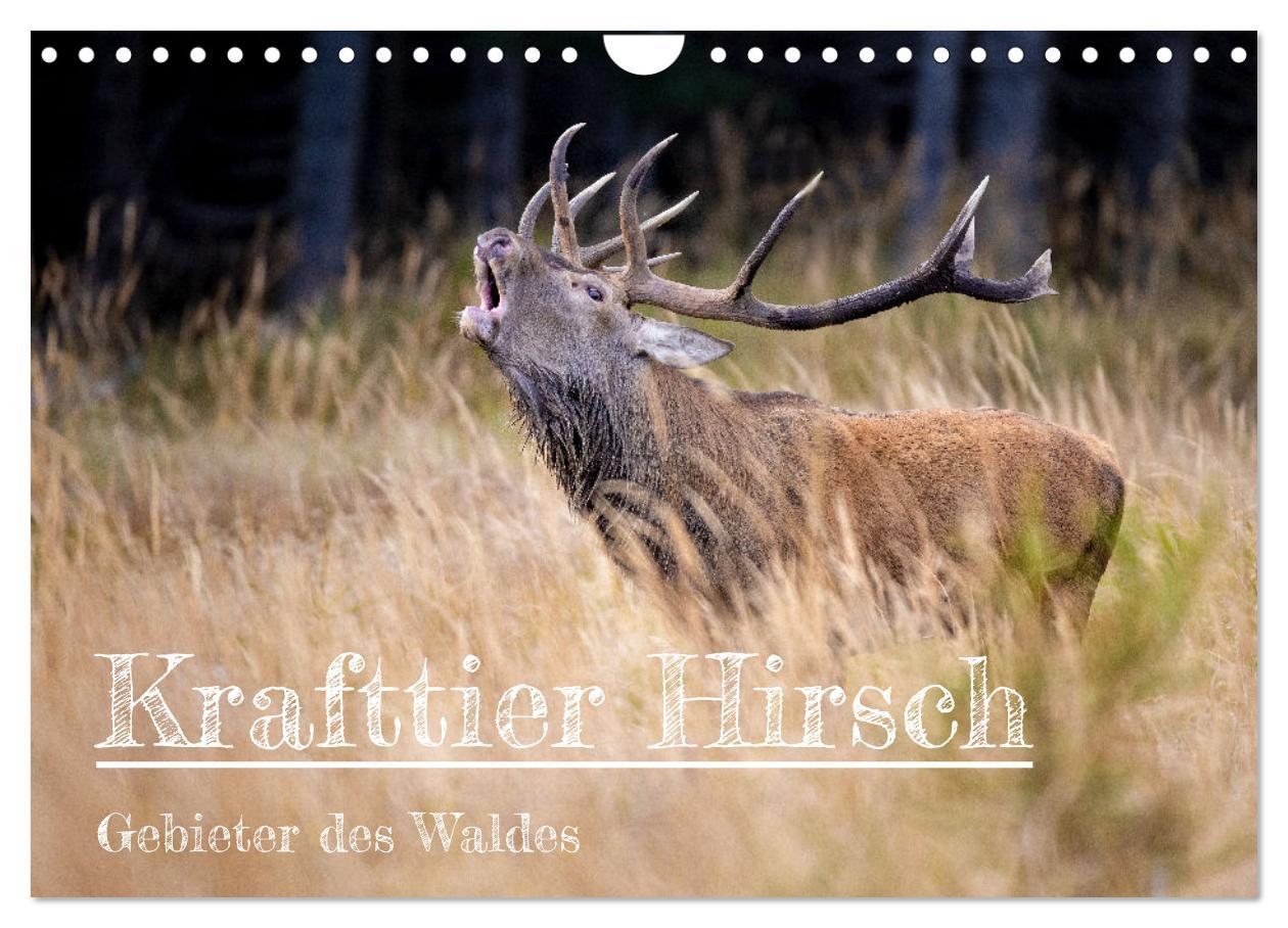 Cover: 9783435004065 | Krafttier Hirsch (Wandkalender 2025 DIN A4 quer), CALVENDO...