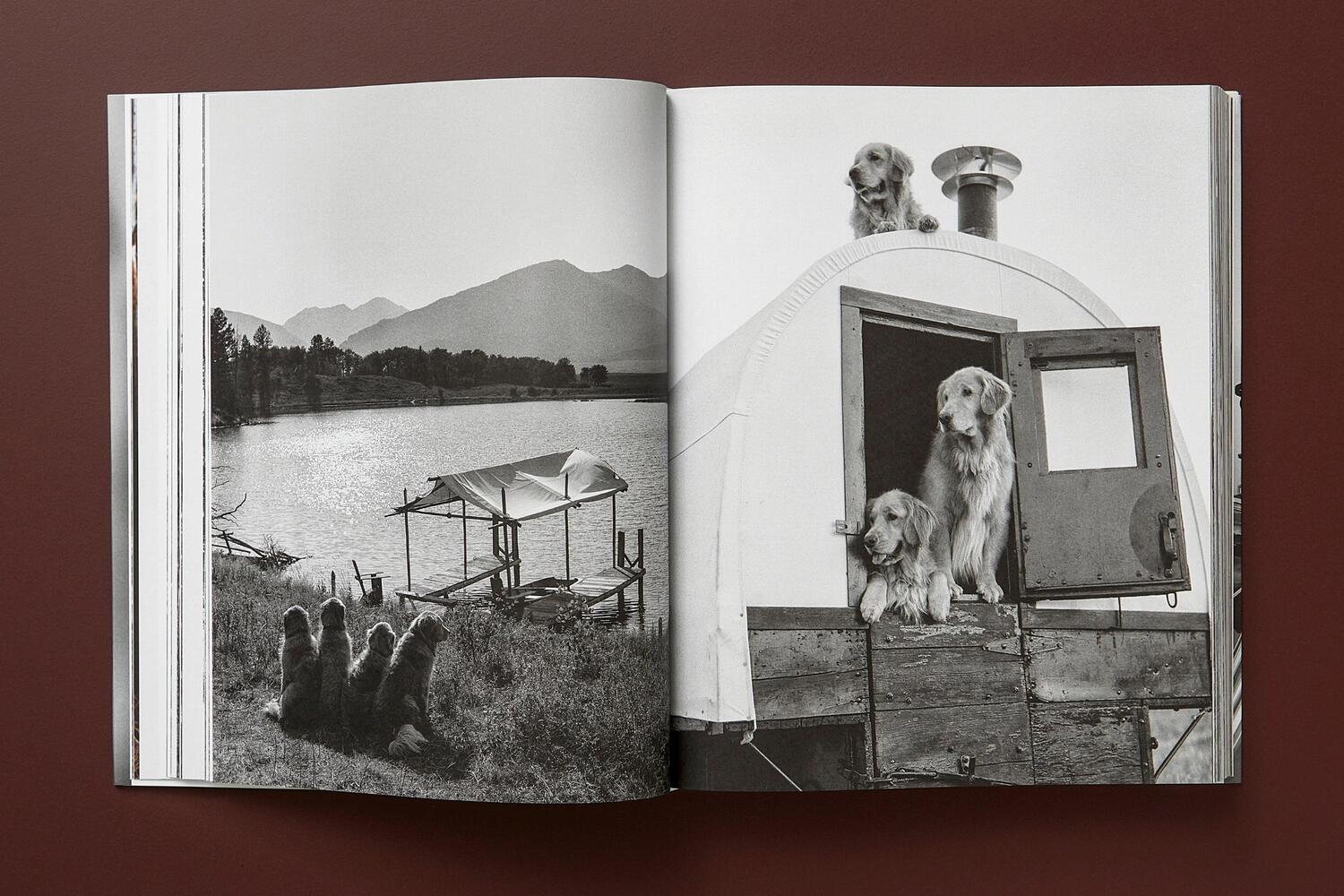 Bild: 9783836586634 | Bruce Weber. The Golden Retriever Photographic Society | Jane Goodall