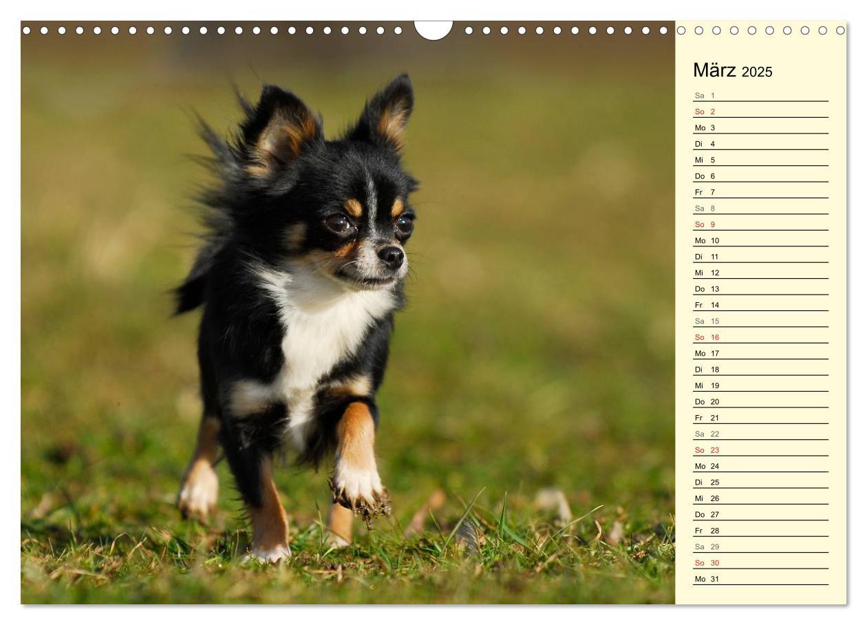 Bild: 9783435541157 | Chihuahua - Kleine Hunde ganz groß (Wandkalender 2025 DIN A3 quer),...