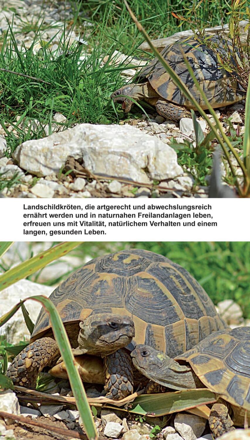 Bild: 9783000566363 | Landschildkröten-Futterpflanzen | 100 Wildkräuter einfach erkennen