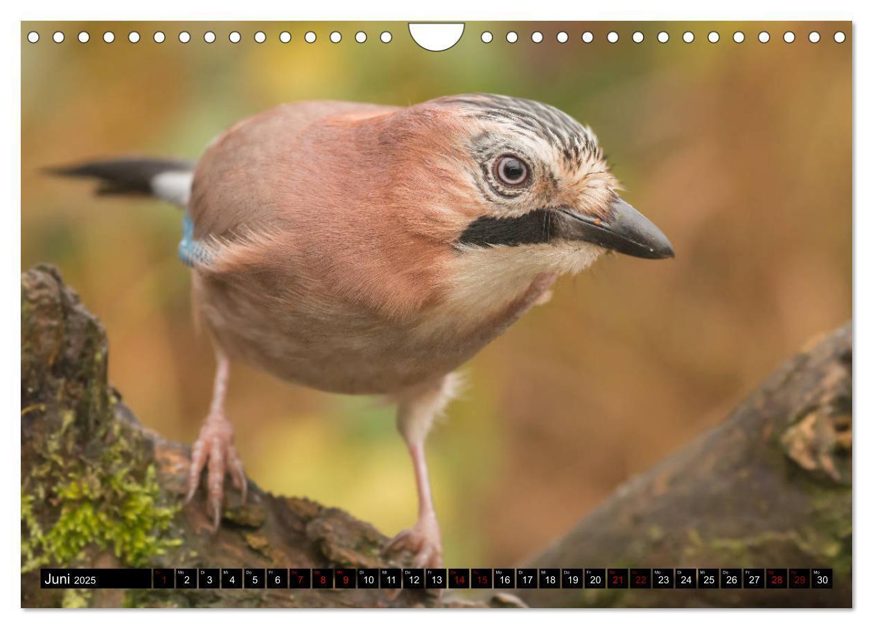 Bild: 9783435381524 | Vögel aus dem Garten (Wandkalender 2025 DIN A4 quer), CALVENDO...