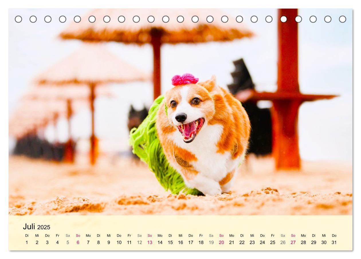 Bild: 9783435019502 | Welsh Corgi. Zauberhafter Dickkopf auf kurzen Beinen (Tischkalender...