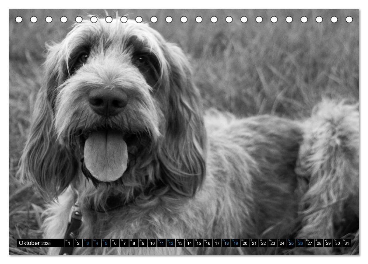 Bild: 9783435628575 | Carissimo Spinone Italiano (Tischkalender 2025 DIN A5 quer),...