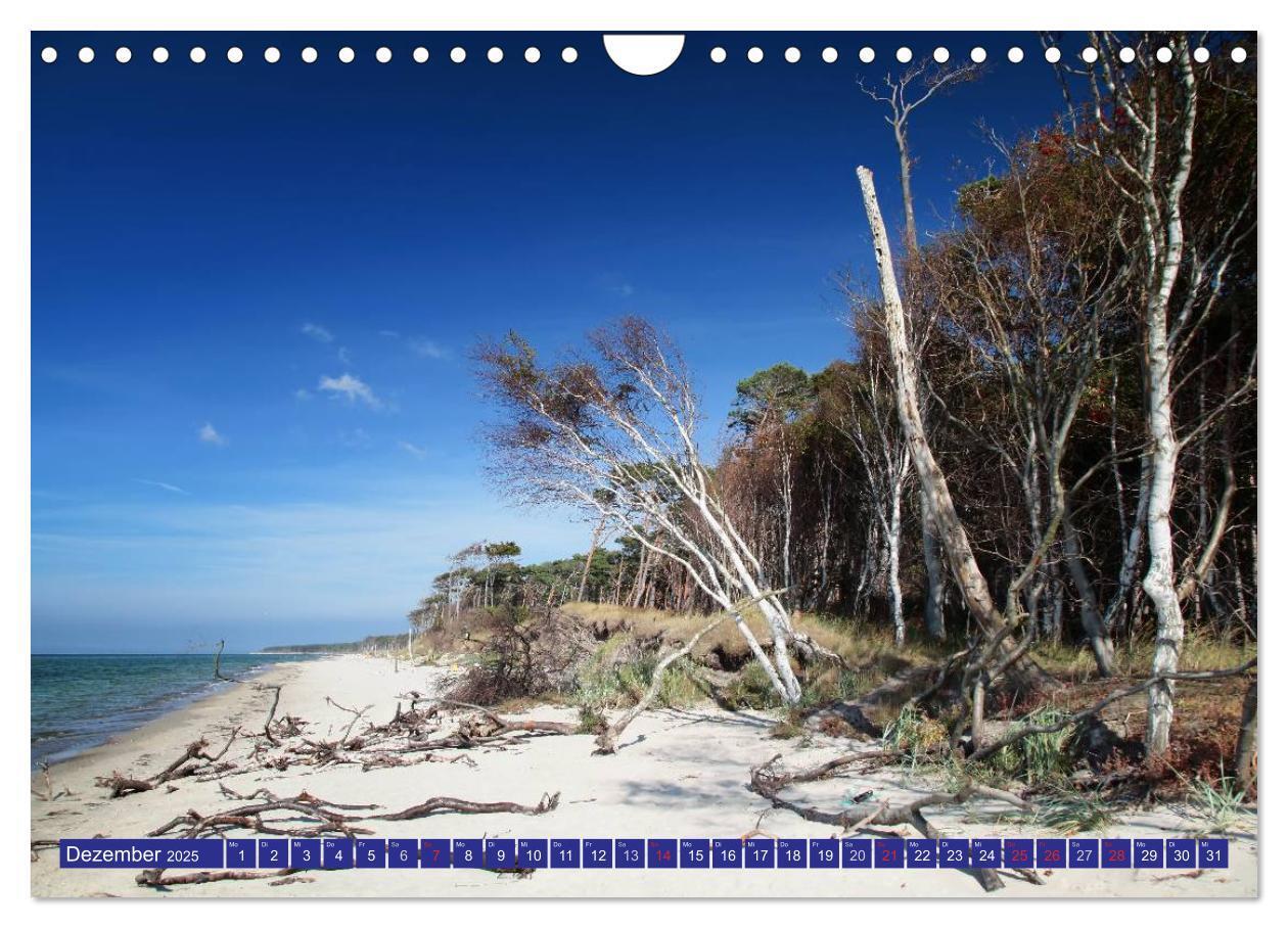 Bild: 9783435782390 | Weststrand Darß (Wandkalender 2025 DIN A4 quer), CALVENDO...