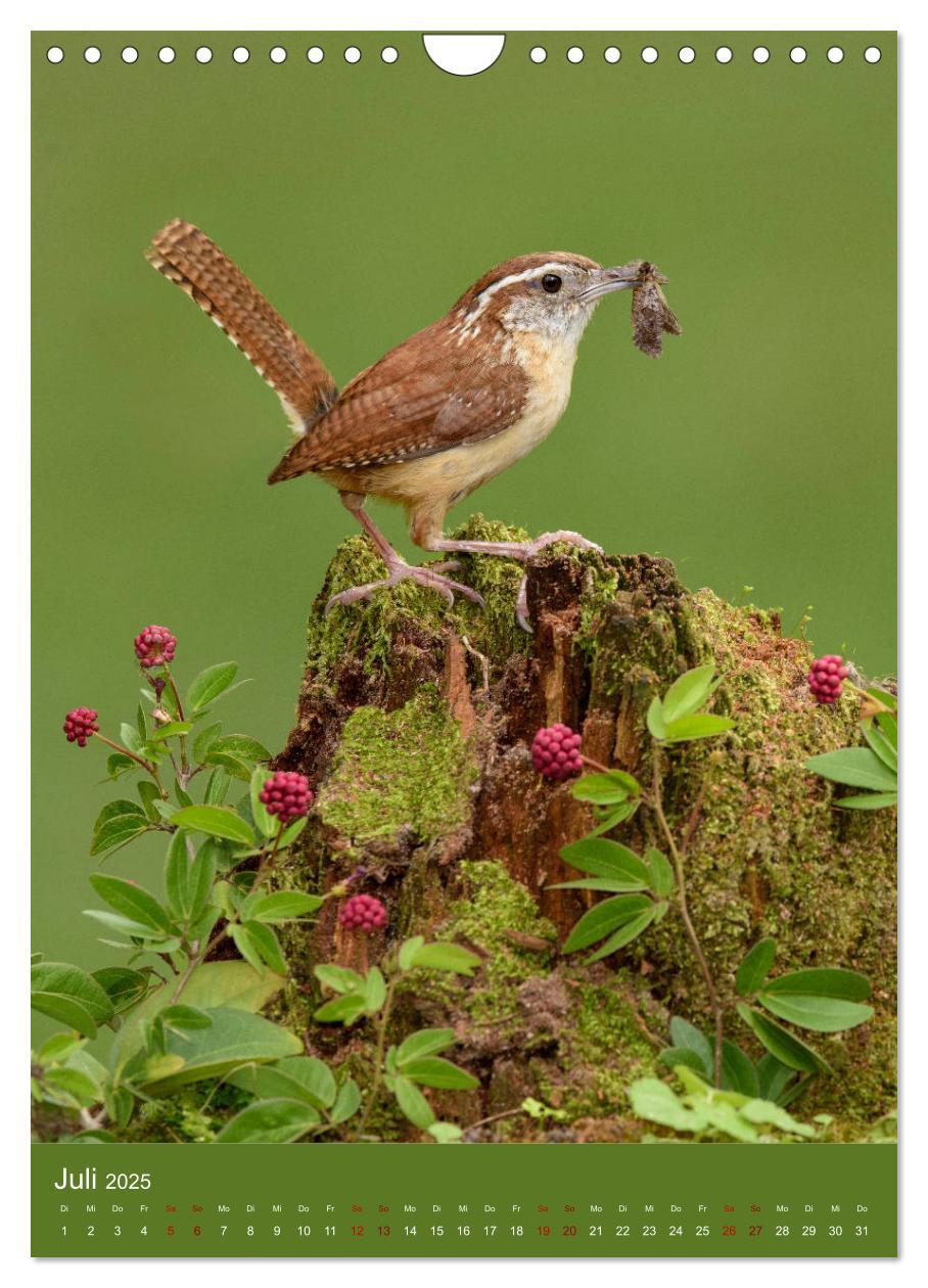 Bild: 9783435987801 | Singvögel USA (Wandkalender 2025 DIN A4 hoch), CALVENDO Monatskalender