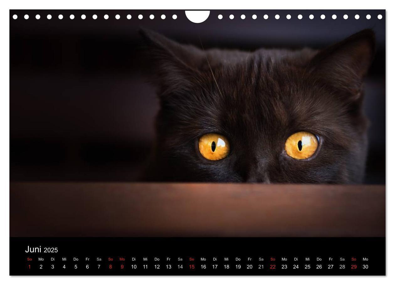 Bild: 9783435488506 | Schokoladige Britisch Kurzhaar Katzen (Wandkalender 2025 DIN A4...