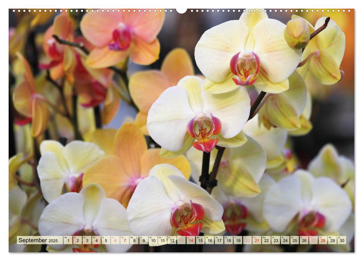 Bild: 9783383765100 | Beliebte Orchideen (Wandkalender 2025 DIN A2 quer), CALVENDO...