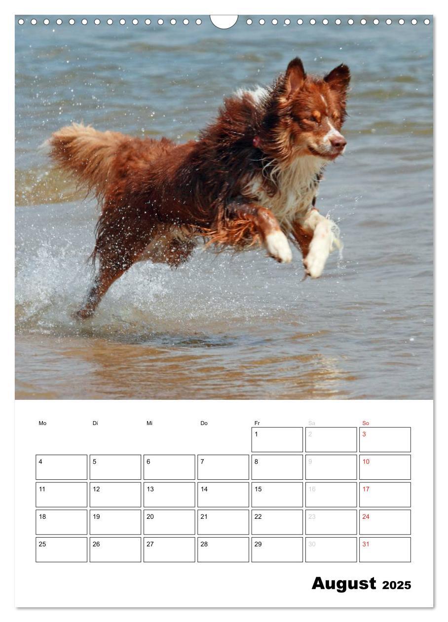 Bild: 9783457080207 | Australian Shepherd (Wandkalender 2025 DIN A3 hoch), CALVENDO...