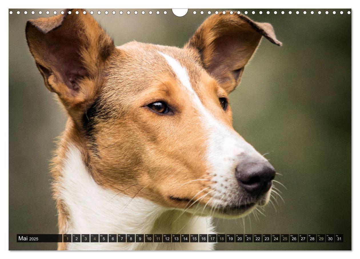 Bild: 9783435580859 | Smooth Collies (Wandkalender 2025 DIN A3 quer), CALVENDO...