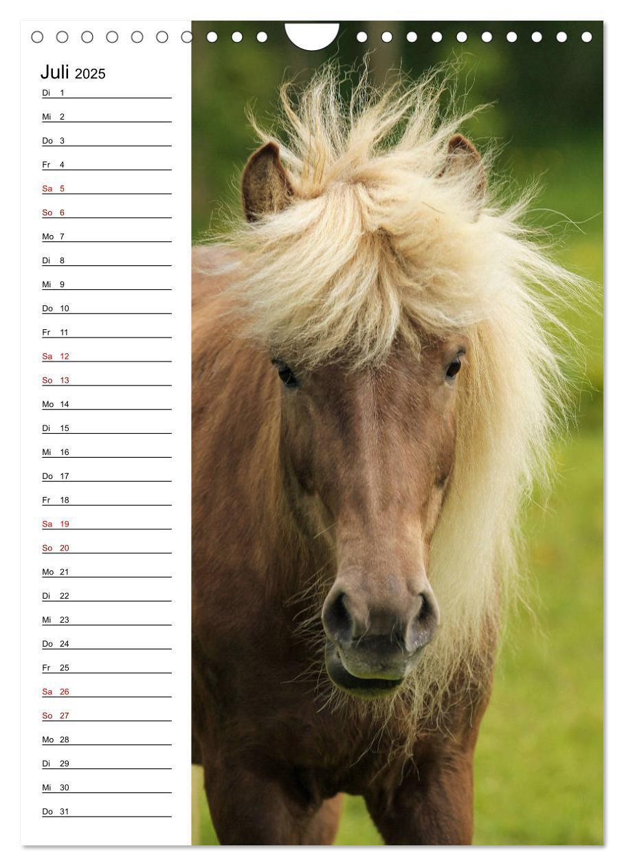 Bild: 9783435974733 | Isländer im Portrait (Wandkalender 2025 DIN A4 hoch), CALVENDO...