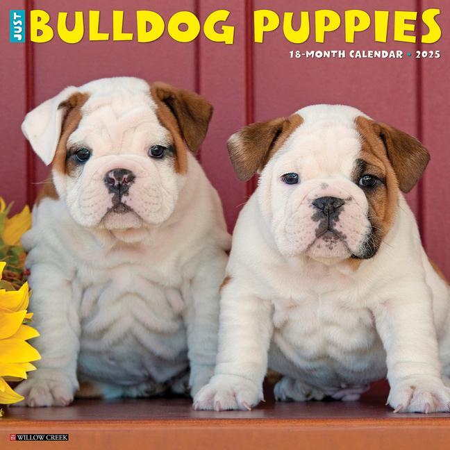 Cover: 9781549242021 | Just Bulldog Puppies 2025 12 X 12 Wall Calendar | Willow Creek Press