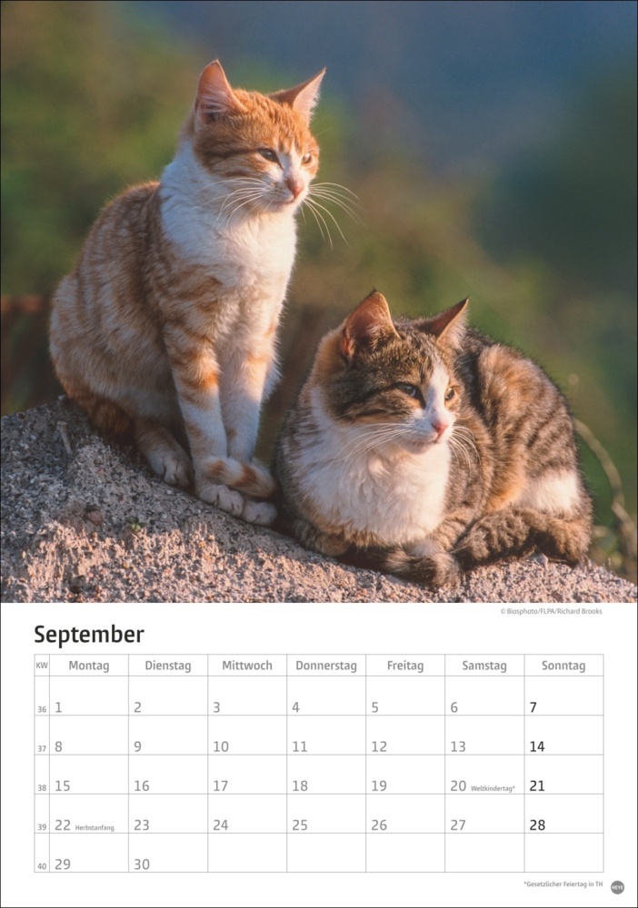 Bild: 9783756405589 | Katzen Kalender 2025 | Kalender | Spiralbindung | 13 S. | Deutsch