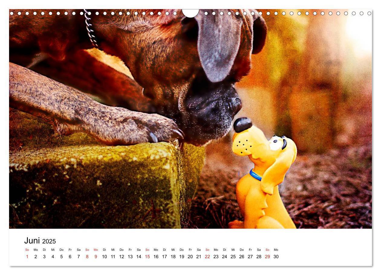 Bild: 9783435614196 | Deutscher Boxer (Wandkalender 2025 DIN A3 quer), CALVENDO...