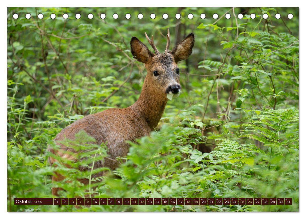 Bild: 9783457176061 | Zauberhafte Wesen - anmutiges Rehwild (Tischkalender 2025 DIN A5...