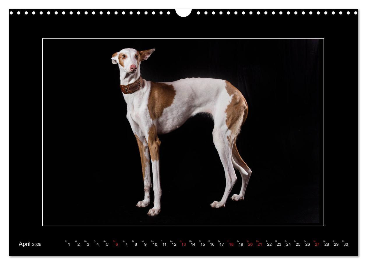 Bild: 9783435177226 | Windhunde - Schnelle Schönheiten (Wandkalender 2025 DIN A3 quer),...