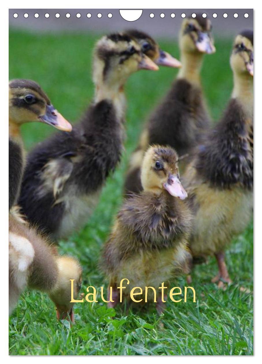 Cover: 9783457089996 | Laufenten (Wandkalender 2025 DIN A4 hoch), CALVENDO Monatskalender