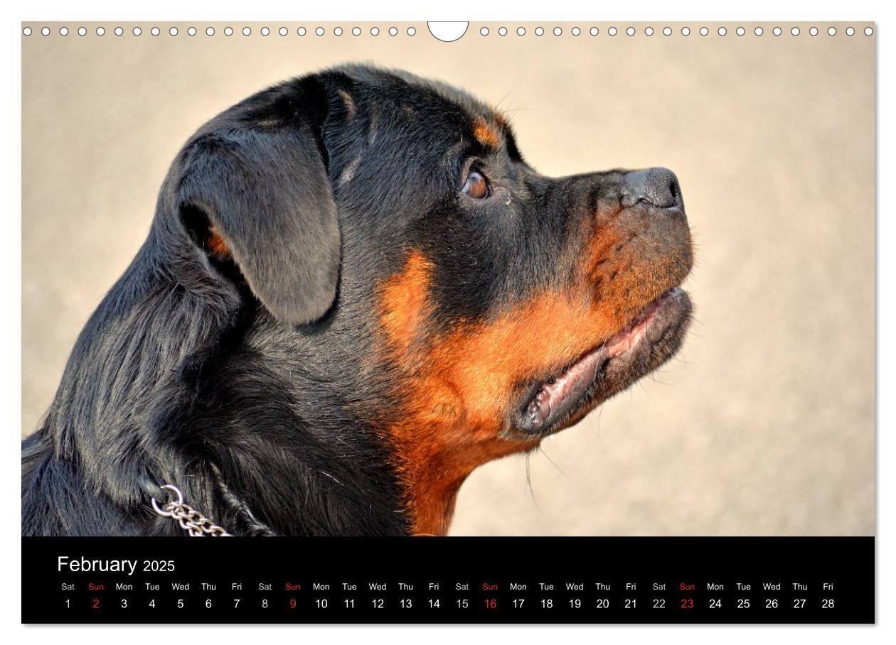 Bild: 9781325956319 | Rottweiler Portait Shots 2025 (Wall Calendar 2025 DIN A3...