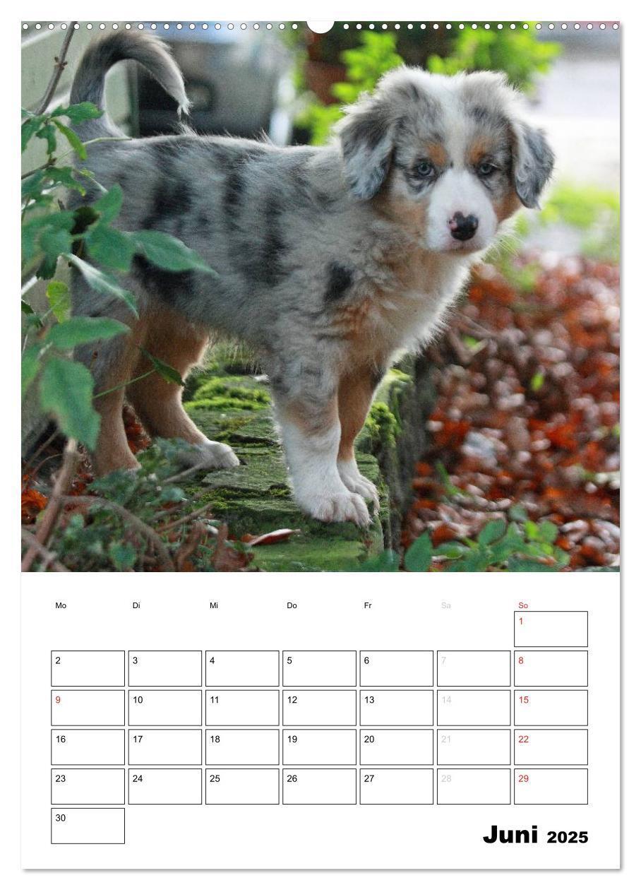 Bild: 9783457079805 | Australian Shepherd (Wandkalender 2025 DIN A2 hoch), CALVENDO...